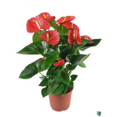Anthurium  Plant